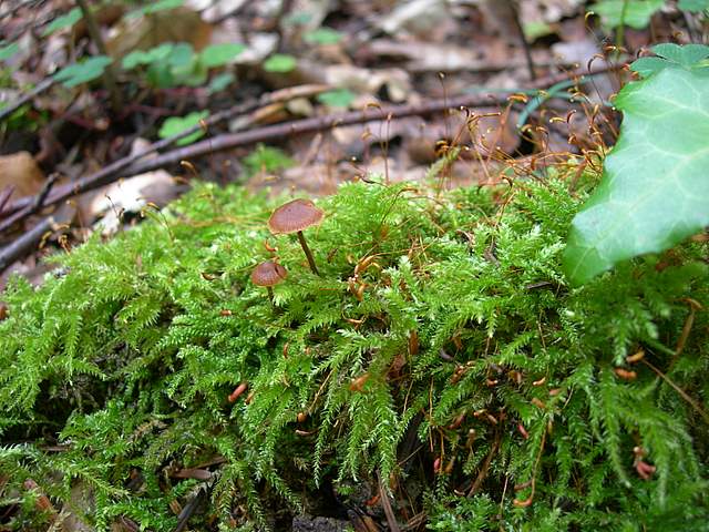 Galerine e Habitat